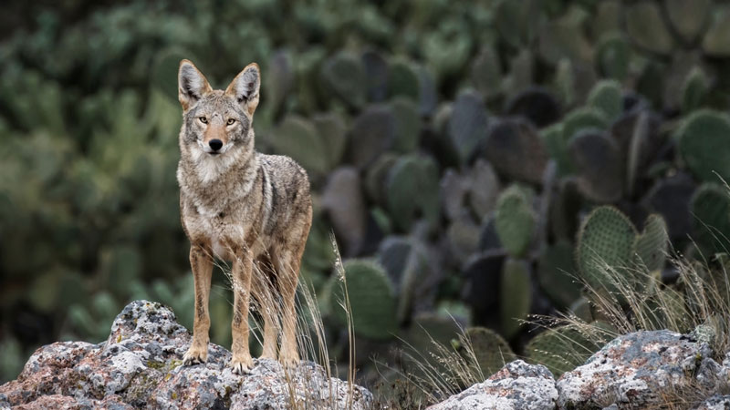 Coyotes que l'on trouve dans le parc national d'Aladaglar