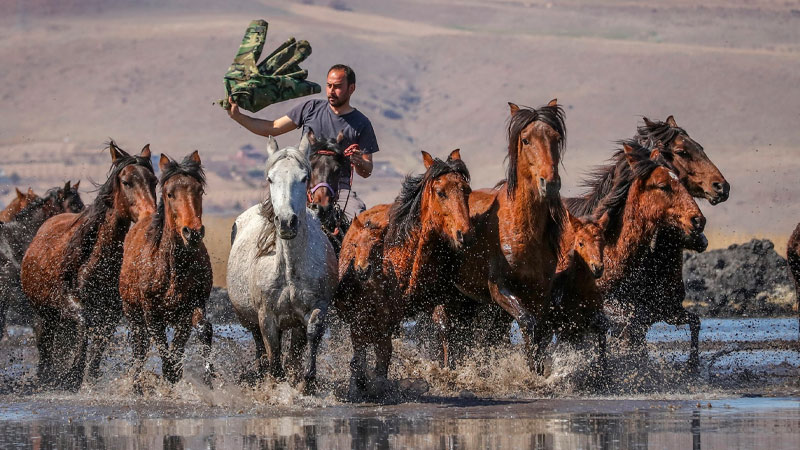 chevaux de Cappadoce - Chevaux Yilki